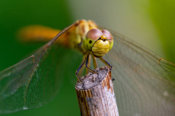 木製の枝の上で休むドラゴンフライ - wing dragonfly animal eye blue ストックフォトと画像