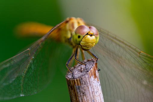 dragon fly resting on a wooden branch