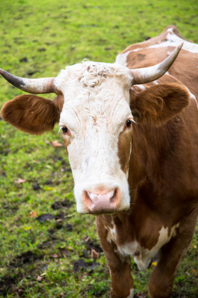 istock a happy brown and white spotted dairy cow is looking at you 1367629023