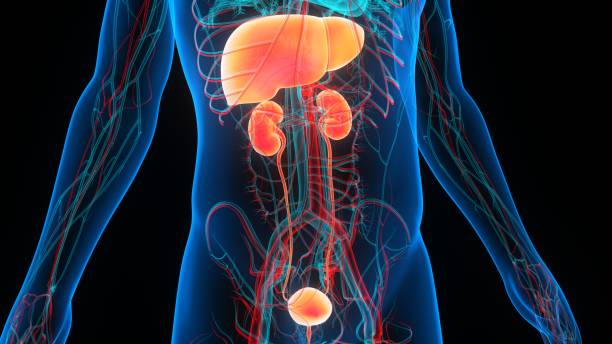 istock Human Internal Organs Liver with Urinary System Anatomy 1367631404