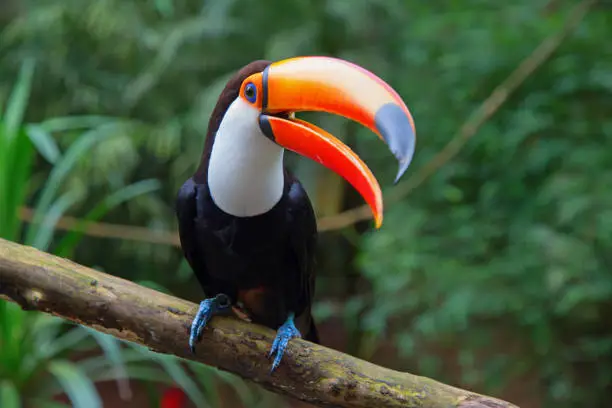 Colorful tucan in the aviary