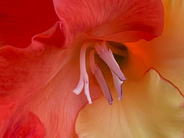 fundo abstrato flores - gladiolus flower floral pattern single flower - fotografias e filmes do acervo