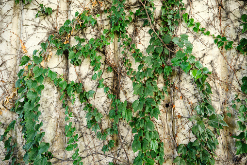 Concrete wall, wall is covered by green ivy, ivy on concrete background.