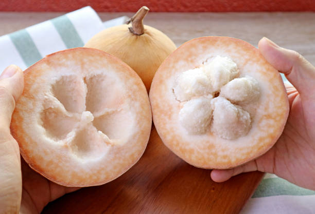 Hands Opening a Delicious Fresh Ripe Santol Fruit or Wild Mangosteen