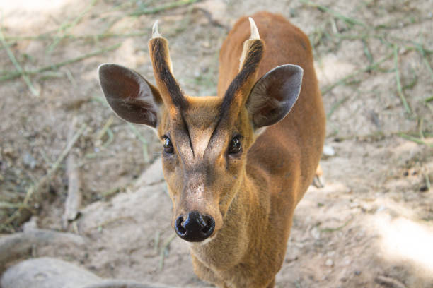 Beautiful Eyes of Spotted Deer (Axis axis) in zoo,Thailand