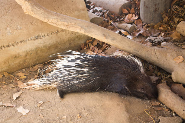 istock Malayan Porcupine (Hystrix brachyura ) in zoo 1367638189