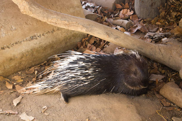 istock Malayan Porcupine (Hystrix brachyura) in zoo 1367638279