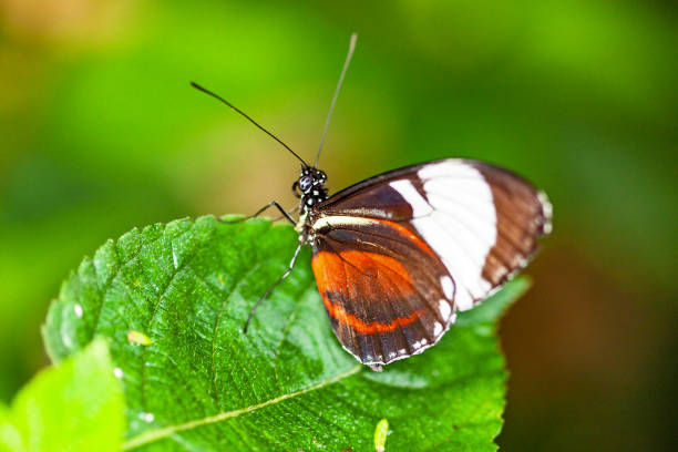 istock Butterfly Heliconius erato on a leaf 1367638435