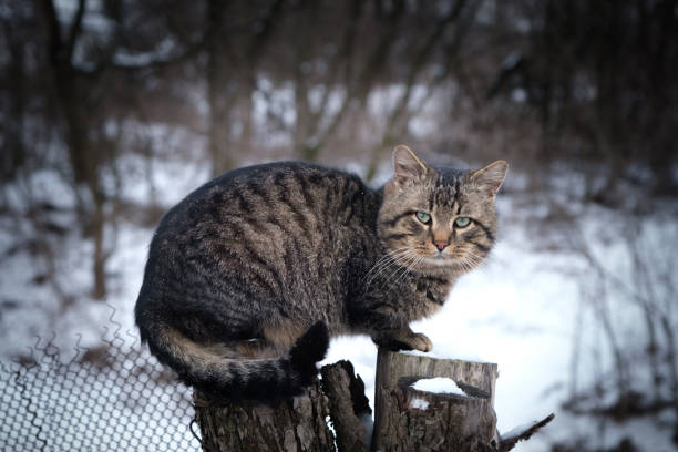 istock Domestic large striped cat sits on a stump 1367638446