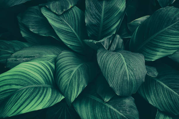 istock tropical foliage, dark green nature background 1367638519