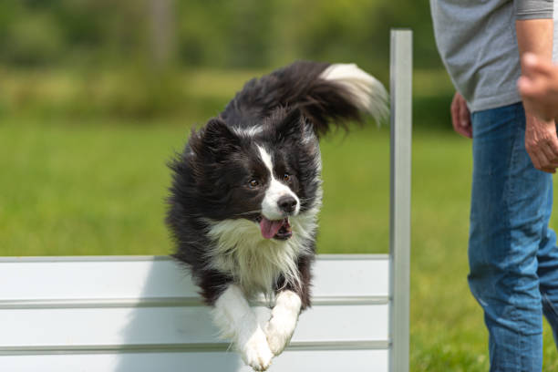 Obedient Border Collie dog jumping joyfully over a hurdle