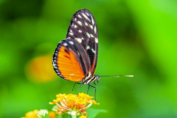 istock Butterfly Heliconius hecale on a flower 1367638714