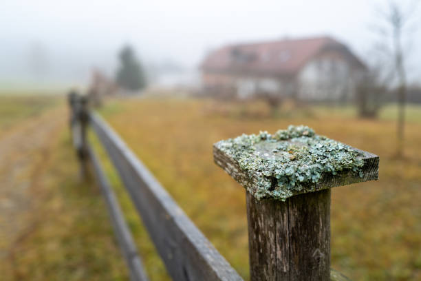 Close-up showing aged, gray wood fence boards with visible wood grain and rusty nails against a blurred green field, creating a rustic and natural backdrop