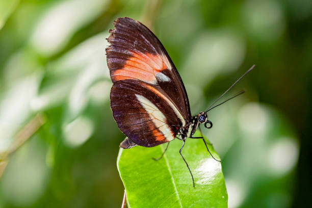 istock Butterfly Heliconius erato on a leaf 1367639391