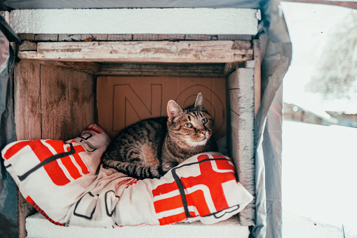 Color image depicting a tortoise shell cat sitting in its house made out of a wooden box. Inside the 'house' is a pillow to provide extra comfort for the feline. Outside it is cold and snowing. Room for copy space.