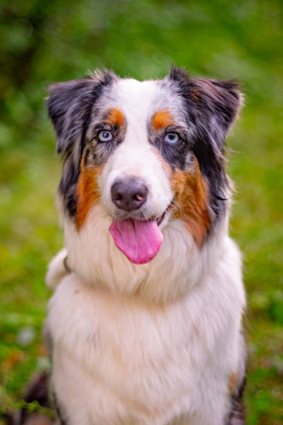 istock Portrait of australian shepherd dog aussie looking at the camera 1367641122