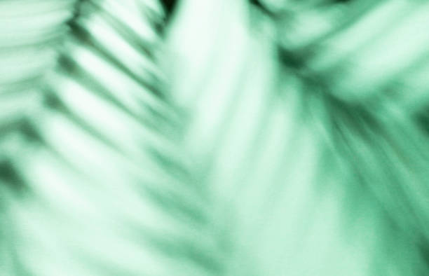 istock Palm leaves and shadows on a color wall background. 1367641553
