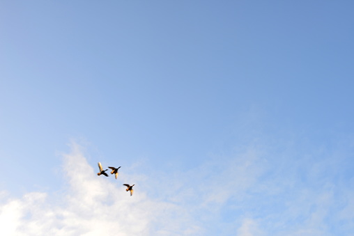 Suddenly 3 ducks in formation fly appears in the sky on a winter sunny day. Motion blur
