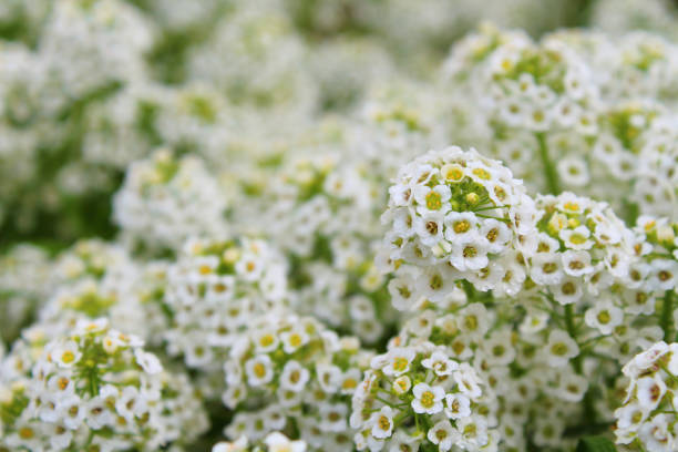 istock Flowers alissum. Close-up. Background. Landscape. 1367643640