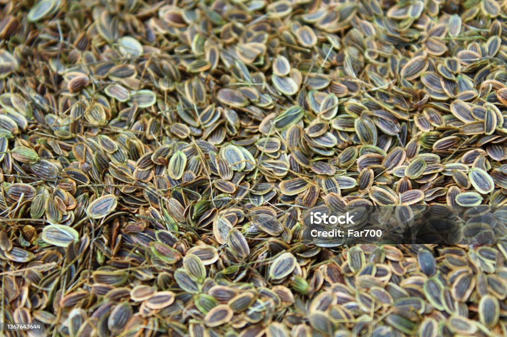 Dill seeds. Close-up. Background. Texture. Dill Stock Photo