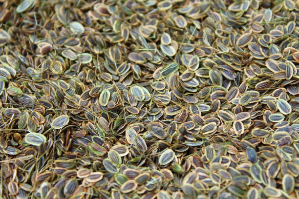 Dill seeds. Close-up. Background. Texture. stock photo