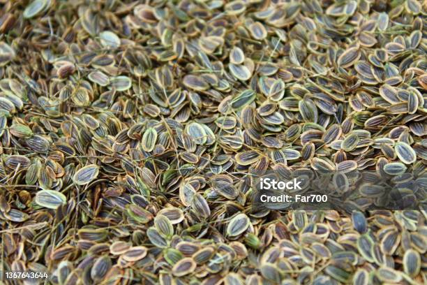Dill Seeds Closeup Background Texture Stock Photo - Download Image Now - Dill, Harvesting, Seed