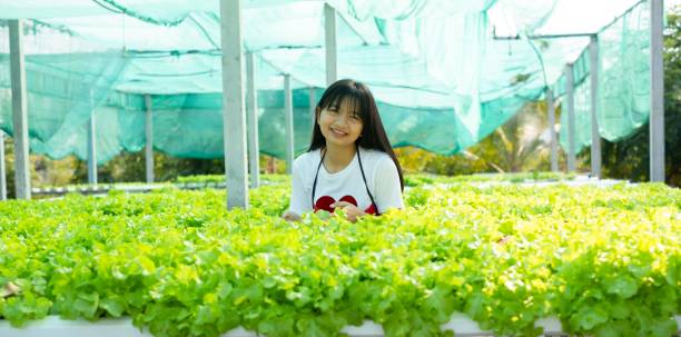 istock Young asian working in hydroponic system vegetables organic small lettuce farm. 1367646720