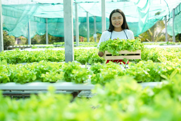 istock Beautiful Young girl working in hydroponic system vegetables organic small lettuce farm. 1367647252