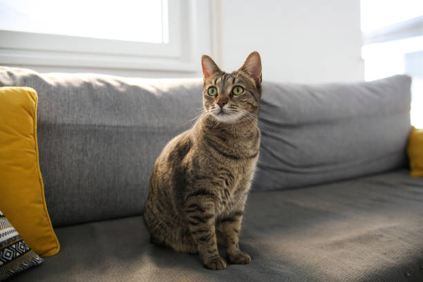 Cat on the sofa Domestic European shorthair female tabby cat, about 12 months old. tabby cat stock pictures, royalty-free photos & images