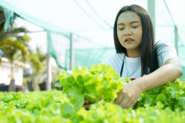 istock Beautiful Young girl working in hydroponic system vegetables organic small lettuce farm. 1367647627