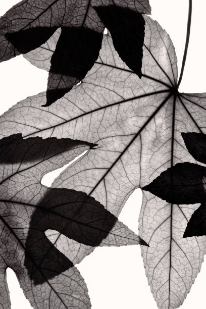 istock autumn leaves in monochrome 1367648640