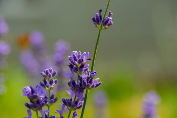 Blooming purple lavender flowers, close-up. Natural background. Web banner.