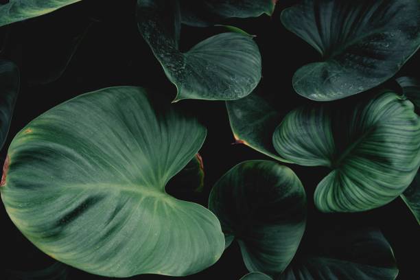 istock tropical leaves nature background and texture 1367648748