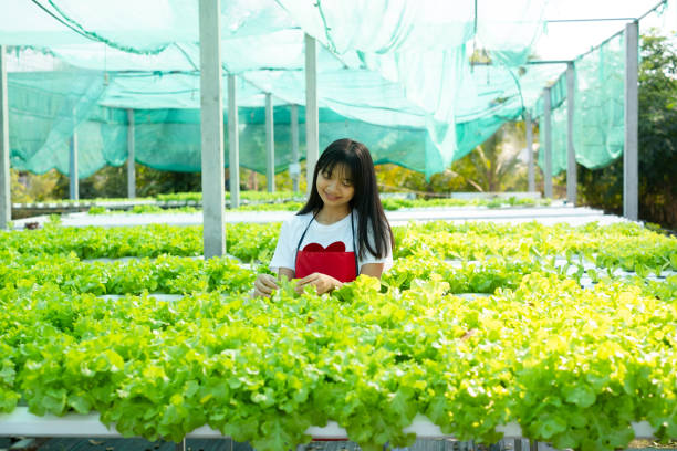 istock Young asian working in hydroponic system vegetables organic small lettuce farm. 1367648753