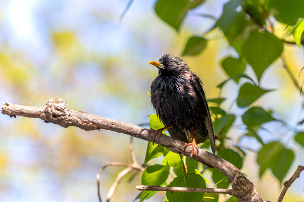 istock Wet starling on poplar branch in spring. Common starling. 1367648845