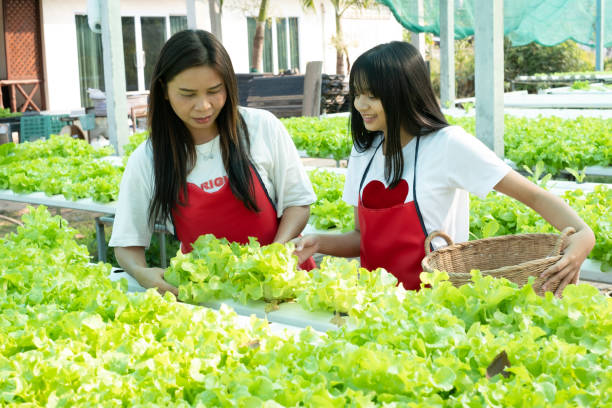 istock Mother and daughter working at small hydroponics farm at home 1367649130