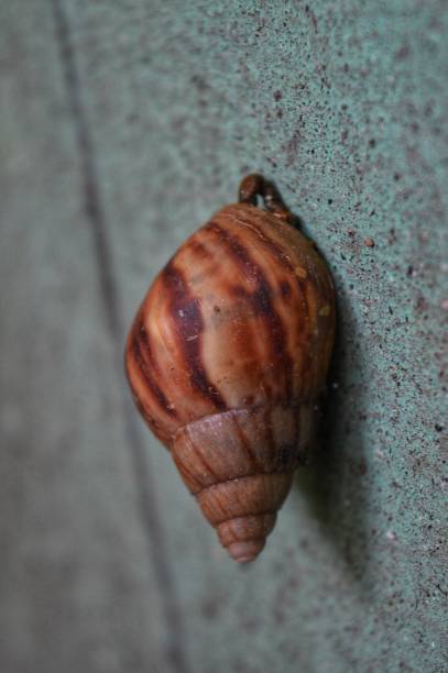 istock Snail stuck to the wall 1367649810