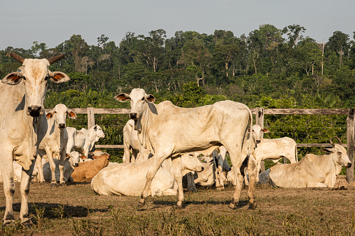 Livestock - Nelore cattle - in a farm with amazon rainforest in the background in Pará state, Brazil.