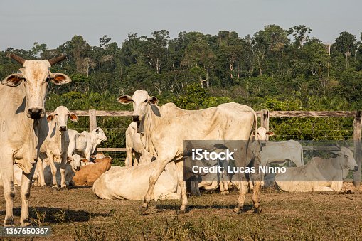 istock Livestock in the Amazon 1367650367