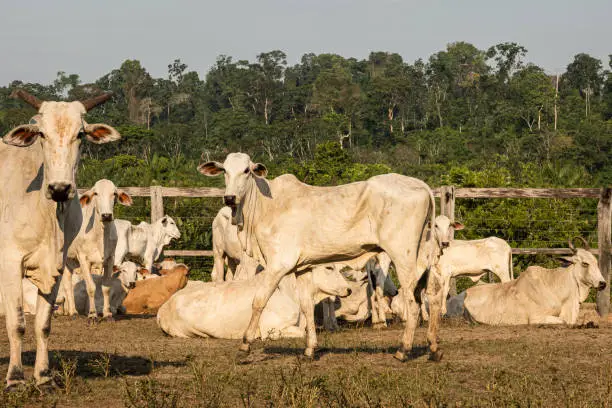 Photo of Livestock in the Amazon