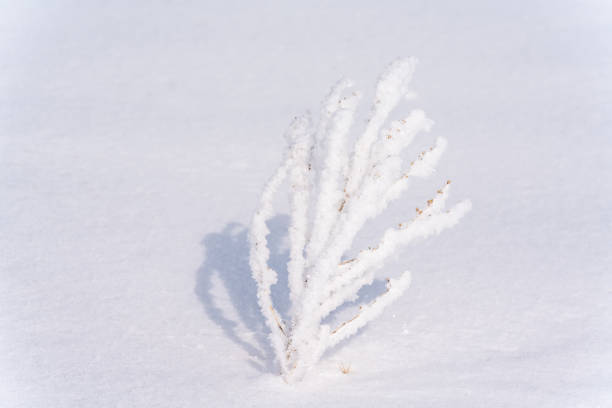 Plant at wild in winter