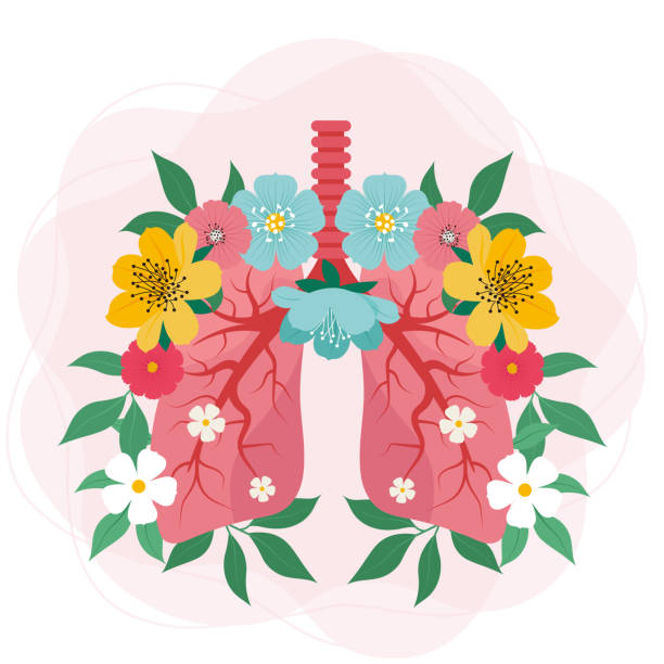 легкие с изображением цветов. векторная иллюстрация, концеп�ция здоровых легких людей - pulmonary valve stock illustrations