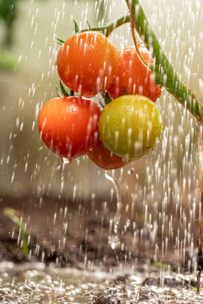 Healthy tomatoes in a small backyard greenhouse. Watering ecological tomatoes in a greenhouse.