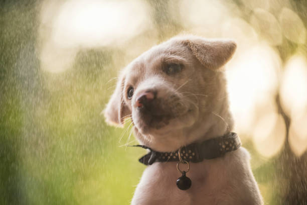 istock curious labrador puppy with raining at sunset 1367652351