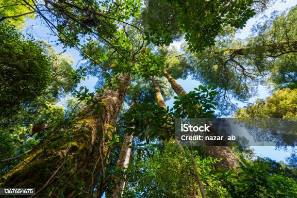 On Ground Looking At Tall Kauri Trees Stock Photo - Download Image Now - Bush, New Zealand, Landscape - Scenery