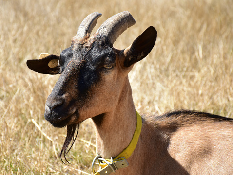 Goat head and shoulder portrait