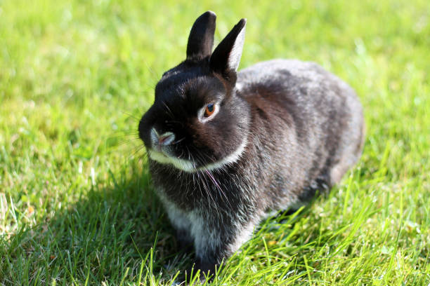 Netherland Dwarf Rabbit on spring lawn. stock photo