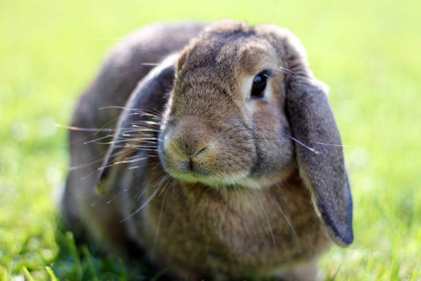istock Brown Lop-earred rabbit on spring lawn background. 1367655717