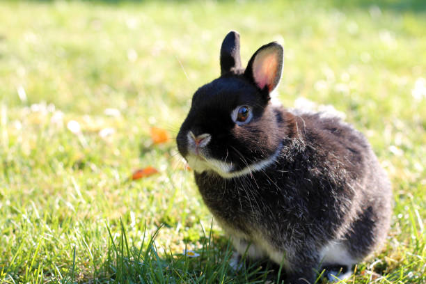 Netherland Dwarf Rabbit on spring lawn. stock photo