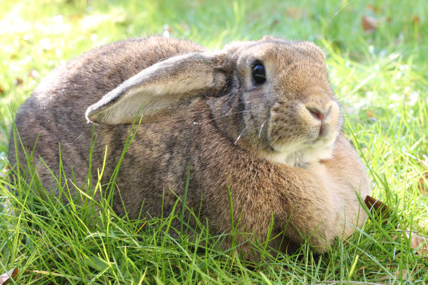 Brown Lop-earred rabbit on spring lawn background. stock photo